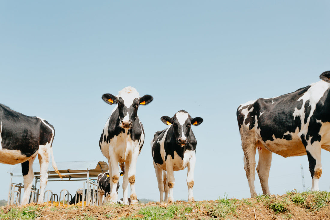 The Unbeatable Goodness of Farm-Fresh Milk