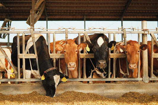 The Quiet Revolution: How Small Dairy Farms in India are Nourishing Consumers